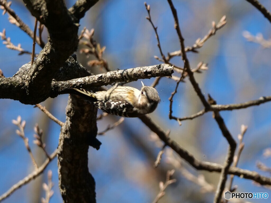 つついてます！