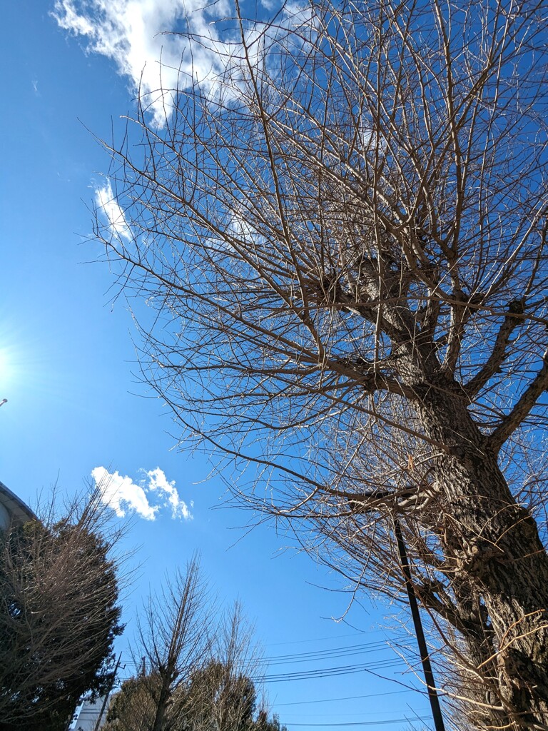 冬の銀杏
