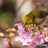 鳥と花