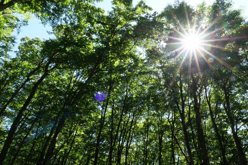 最後の夏の様相