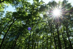 最後の夏の様相