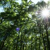 最後の夏の様相