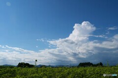 夏の通り道 2