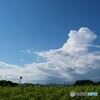 夏の通り道 2