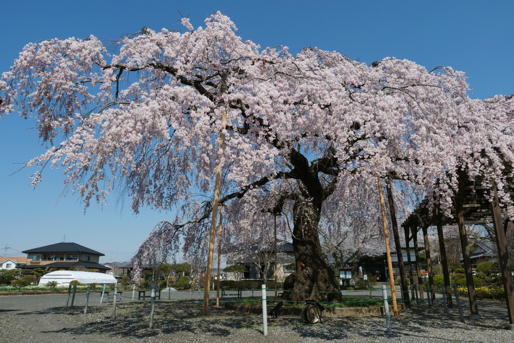 お寺の桜