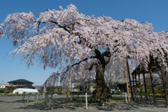 お寺の桜
