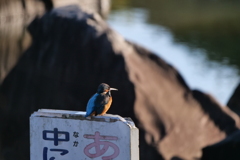 静かな公園に