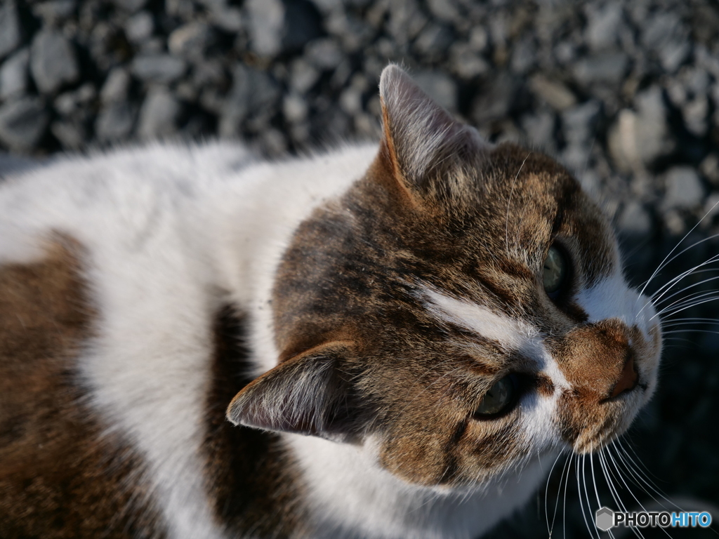 人懐っこい猫