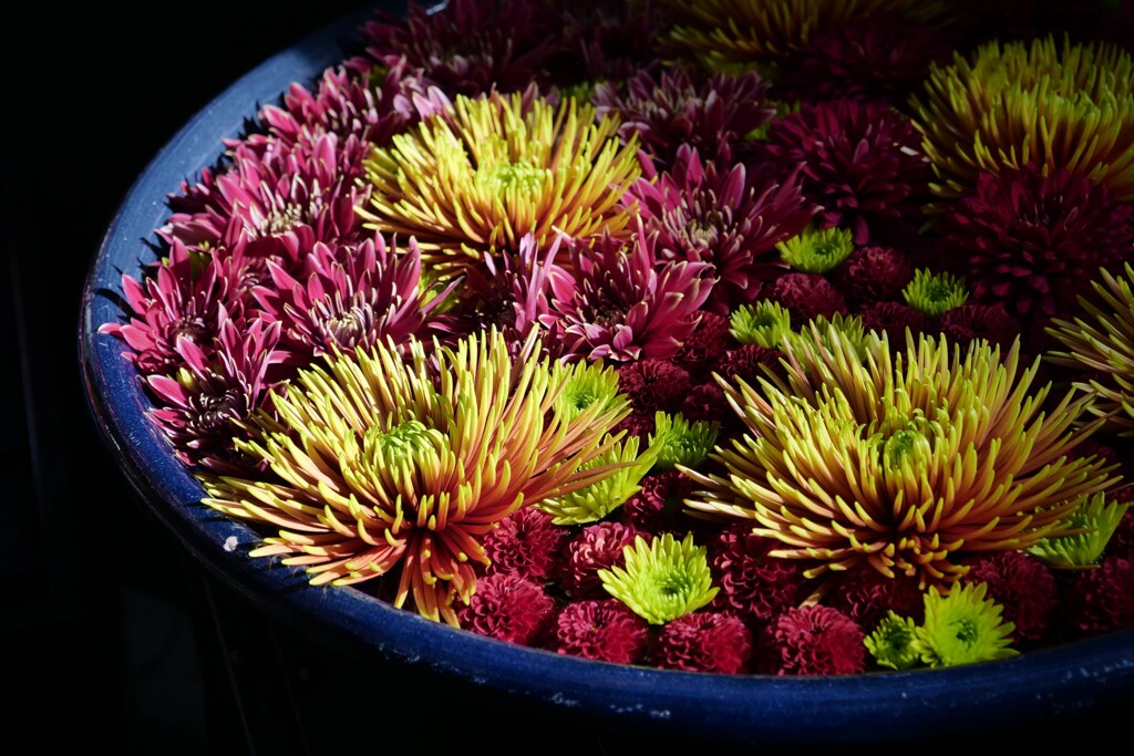 日だまりの花