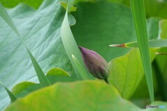 新しい息吹