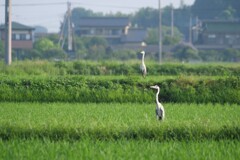 二羽…　鳥