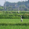 二羽…　鳥