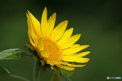夏の指標