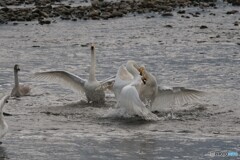 けんかはやめて