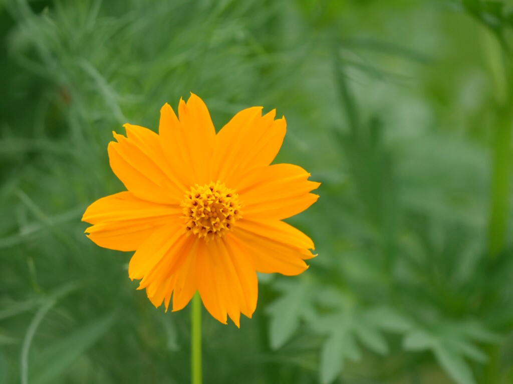 朝散歩にて 10