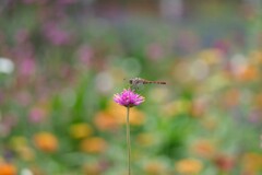 花にトンボ