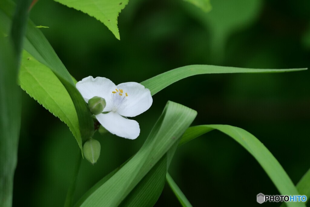 慎ましい花