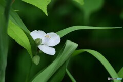 慎ましい花
