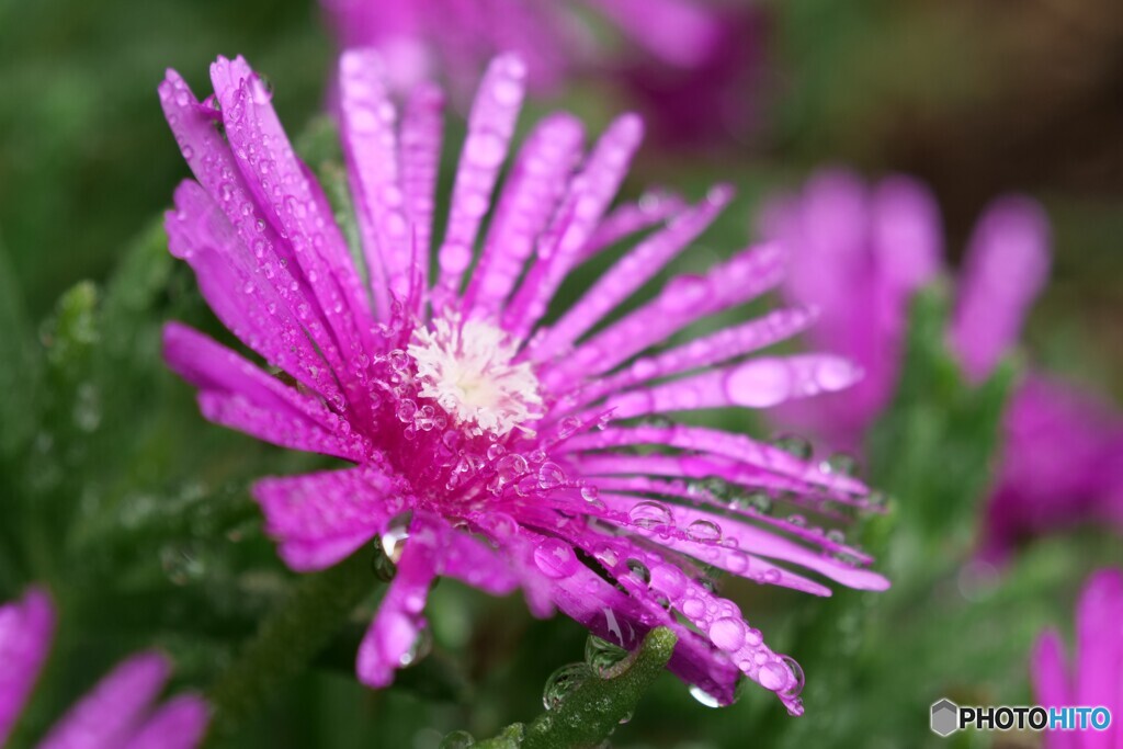 花に雫