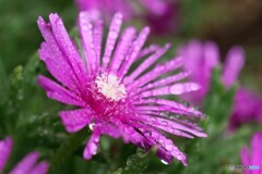 花に雫