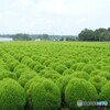 ８月のコキア