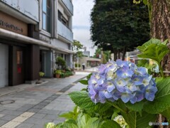 街中のあじさい