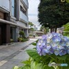 街中のあじさい