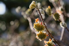 ミツマタの花