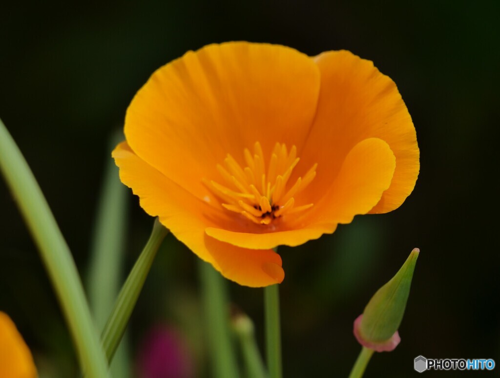 家庭菜園の花