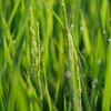 美味しいお米になりますように