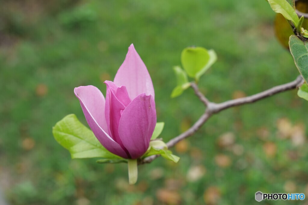 秋に咲く春の花
