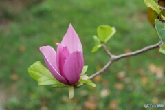 秋に咲く春の花