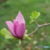秋に咲く春の花