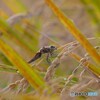 飛び疲れて