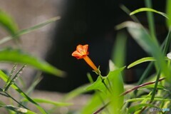 ちいさな花