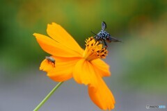 キバナコスモスにルリモン君