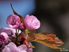 八重桜