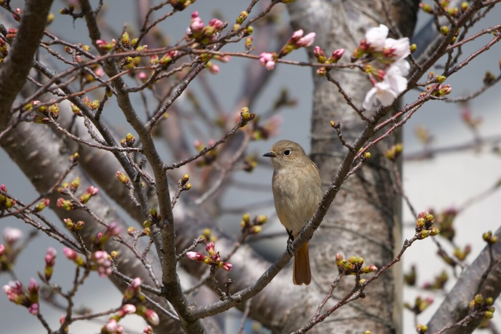 桜咲く季節に