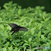 黒蝶