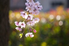 花と蕾と新芽と