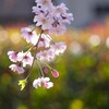 花と蕾と新芽と