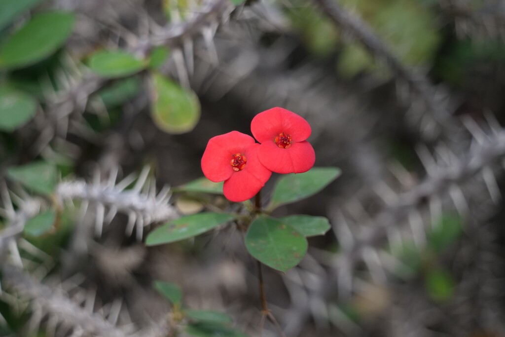 トゲに守られる花
