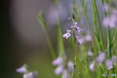 公園に咲く花