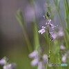 公園に咲く花
