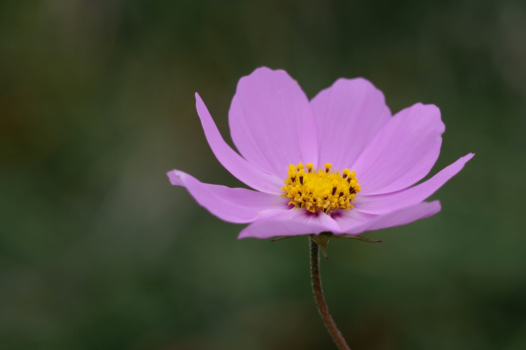 秋桜
