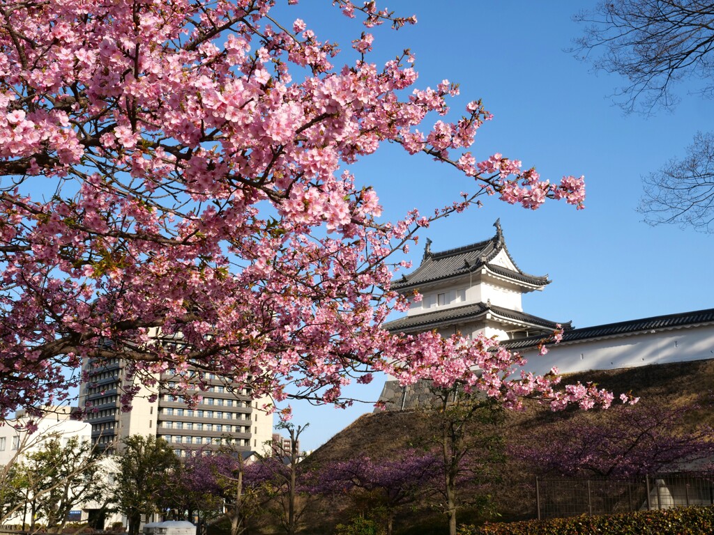 河津桜