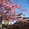 河津桜