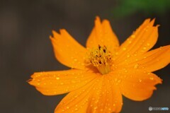 通り雨のあとに