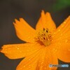 通り雨のあとに