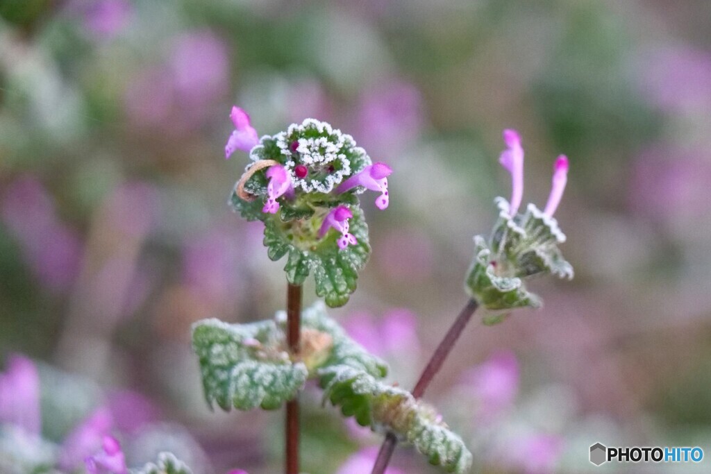 大雪(たいせつ)の朝